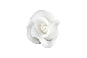 róża średnia biała 20a' 02