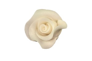 róża średnia ecru 20a' 02