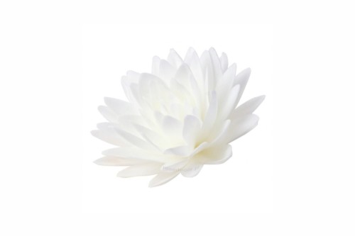 aster bialy.jpg