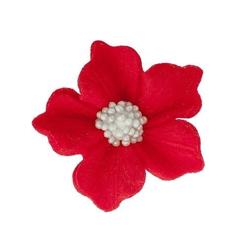 bodziszek czerowny.jpg